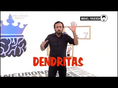 Video: ¿Son las dendritas fibras nerviosas?