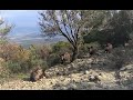 Ayvalik domuz avi wild boar hunt caccia al cinghiale