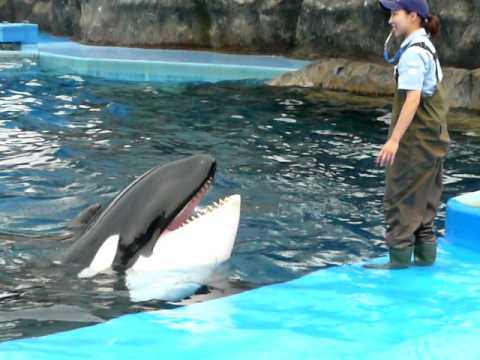 名古屋港水族館 シャチのナミとイルカのルルのトレーニング Youtube