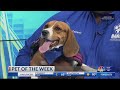 Pet Of The Week Shilah