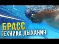 Дыхание в брассе. Научись дышать в брассе за 5 минут