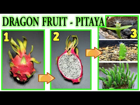 DRAGON FRUIT fai nascere una piantina dagli scarti, pitaya fruta de drago, drachenfrucht,  dragon,