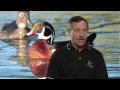 Fly-By: Wood Duck Fly-By: Wood Duck