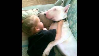 Little Girl And Bull Terrier Cuddle