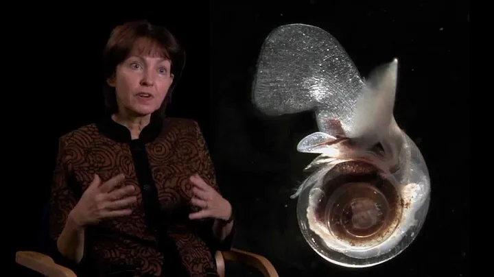 Changing Ocean Acidity & The Effects on Marine Life | Dr. Victoria Fabry | Scripps