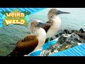Blue Footed Booby Quiz