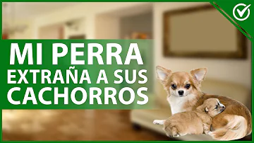 ¿Se ponen tristes los perros cuando les quitan los cachorros?