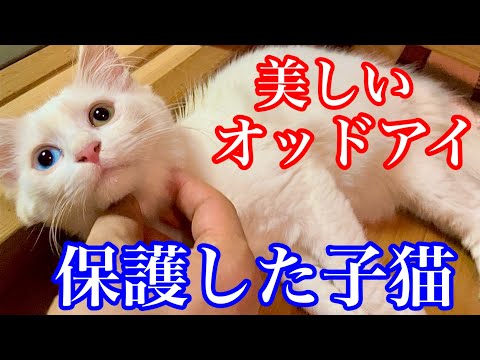 【野良子猫保護】オッドアイの子猫が甘えん坊すぎて可愛い