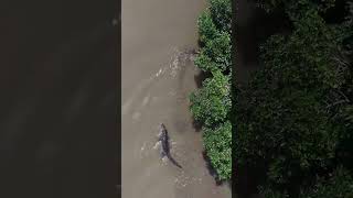Saltwater crocodile action