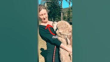 Lạc đà phun nước bọt, vì sao nó làm vậy? #shorts #minh_la_nguyen