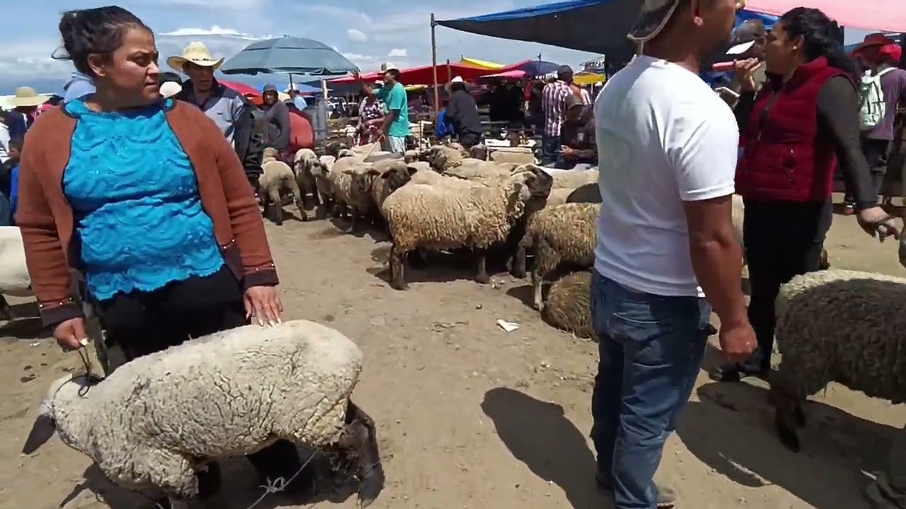 Tianguis de ganado rancho las tablas
