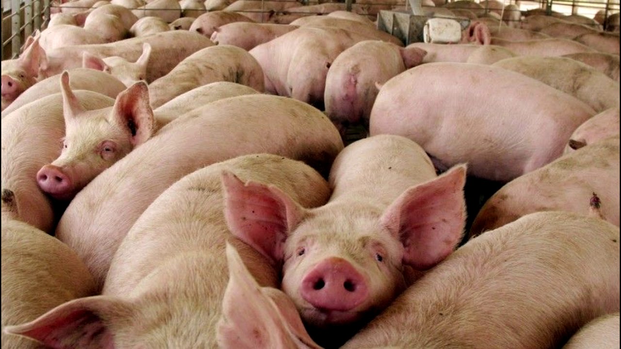 Biotecnología Parte 2 La clonación YouTube