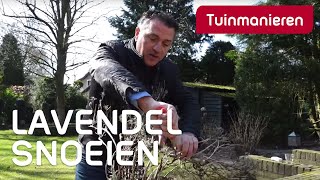 Lavendel snoeien: hoe doe je dat? | Tuinmanieren