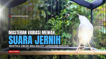 Burung Ciblek SEMI Gacor NGEBREN Untuk Pancingan Ciblek dan MASTERAN BURUNG Kesayangan Anda