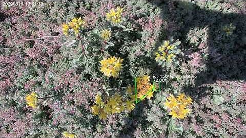 Real-time insect tracking and monitoring with computer vision and deep learning