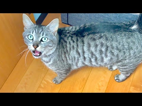 猫よ！今度は何があったんだ！？