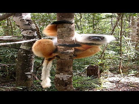 Video: Động vật của Madagascar: hệ động vật độc đáo của hòn đảo
