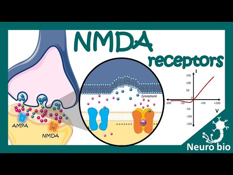 تصویری: برای اینکه گیرنده nmda پس سیناپسی فعال شود؟