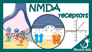 NMDA receptors | How do NMDA receptors work? What happens when you block NMDA receptors? NMDA in LTP