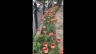 Tulips 🌷 in Delhi