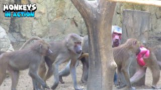 Curious And Adventurous Monkeys Everywhere