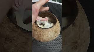 เอ็นดูเด็กๆ😊#sugarglider #ชูก้า #ชูก้าไกรเดอร์ #ชูก้าไกลเดอร์ #สัตว์โลกน่ารัก