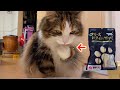 初めて食べる猫用フリーズドライのササミ