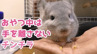 おやつを食べるとき飼い主の手を離さないチンチラが可愛すぎる！！