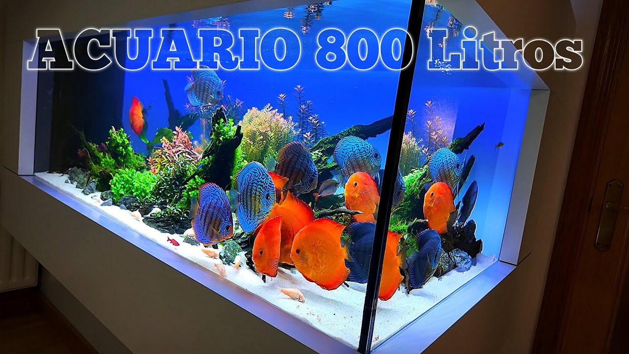 ACUARIO PLANTADO PECES DISCO 800 litros | By Pepe Rivas Vaciamadrid