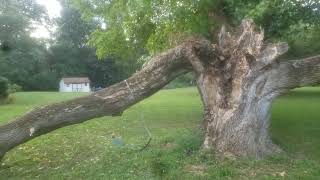 Arborist Talks To A Bee