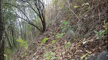 Yos hav zoov cuab qaib  qus suas poj  dib tsu vaj