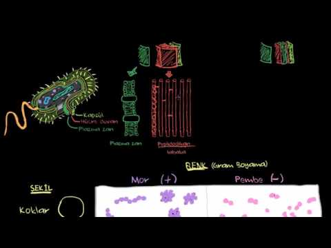 Video: Peptidoglikanın kimyasal yapısı nedir?