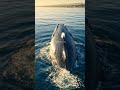 Pure ocean power 🌊🐋
