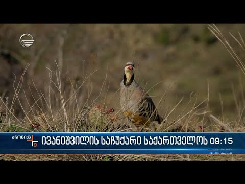 ჭორვილაში გამრავლებული ხოხობი და კაკაბი ველურ ბუნებაში გაუშვეს