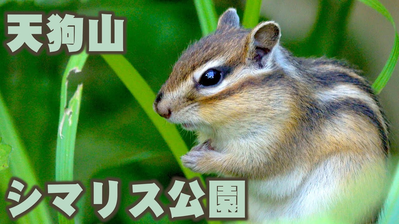 木茶動物園　のんのんシマリス　1/6 即納）「 のんのんシマリス」（1/6ドール） - 木茶動物園 - BOOTH