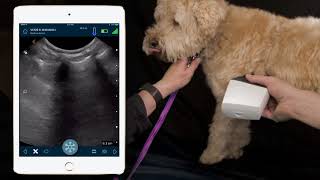 How To Perform Ultrasound On Dog's Lungs | Dr Soren Boysen Demonstrates Using Clarius Ultrasound