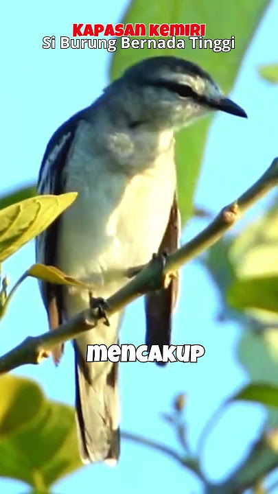 Burung Kapasan Kemiri si Burung kicau dengan nada yang tinggi #kicaumania #burung #bird #kicauburung