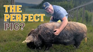 Ads video related