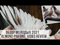 Результаты по молодым мраморным. Bakı göyərçinlər. Almond Pigeons. Голуби с Республики Дагестан.