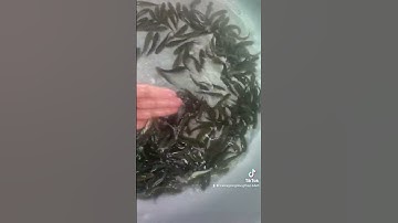 #trại_cá_giống_út_me #fishing #cá_giống #fish #cá 0909 77 0509 #mientay