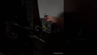 buddgie bedtime tantrum