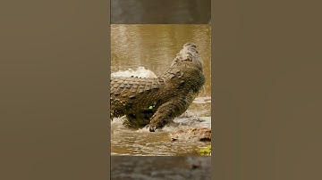 Bowhunting The World Record Crocodile 🤯 |BEAST BROADHEADS| #slowmotion #wildlife #archery #slomo