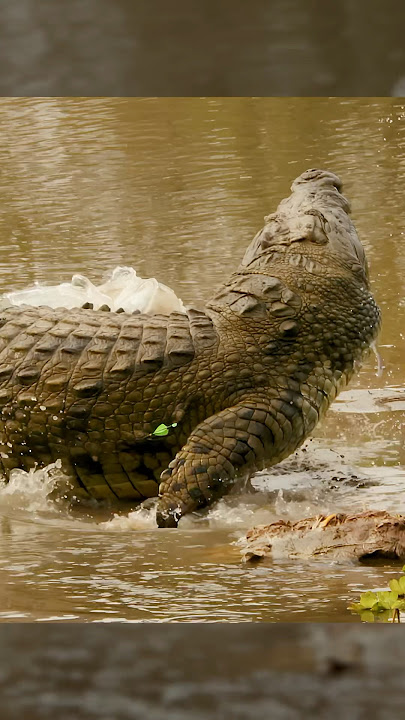Bowhunting The World Record Crocodile 🤯 |BEAST BROADHEADS| #slowmotion #wildlife #archery #slomo