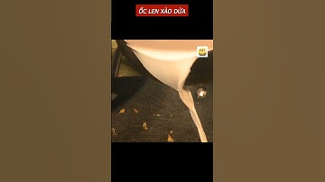 Miền Tây Quê Tôi | ỐC LEN XÀO DỪA | #shorts #mientay #doclamientay #vietcalitv