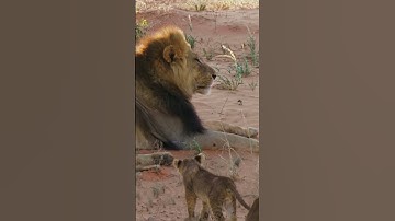 #cute #lion #cub approaches dad. #shorts #babyanimals