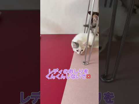 短足マンチカン三毛ちゃん♥️ 【お問合せ詳細は説明欄に記載あります】 #ラパーマ #ブリーダー直販 #マンチカン #子猫 #猫 #ミヌエット #猫のいる暮らし #子猫販売 #猫動画