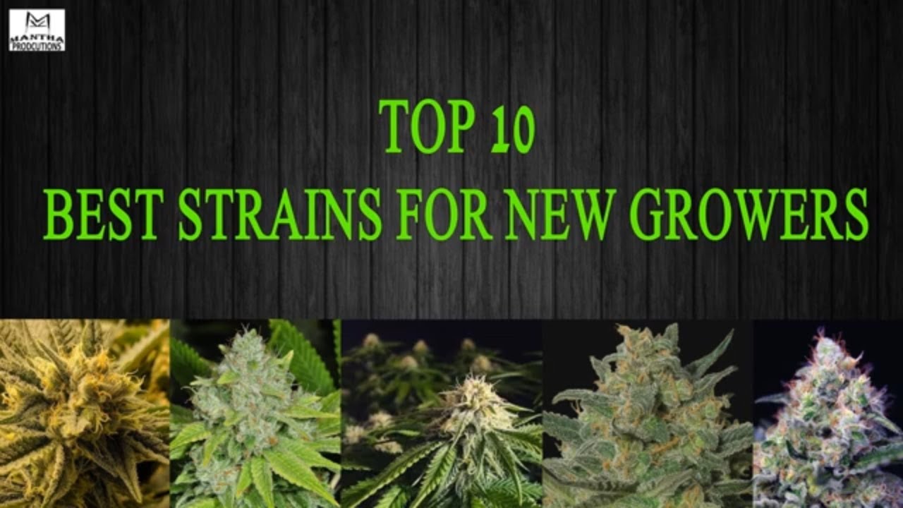 Top 10 Best Strains for New Growers