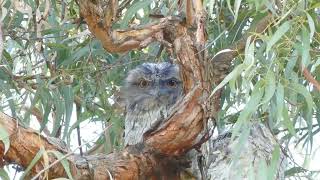 Tawny Frogmouth family day roosting on gumtree branch Melbourne Australia 9 Dec  2022