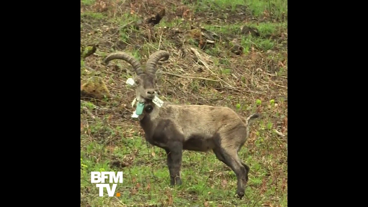 Il avait disparu depuis un siècle, mais le bouquetin a été réintroduit dans les Pyrénées ce jeudi pyrénées atlantiques