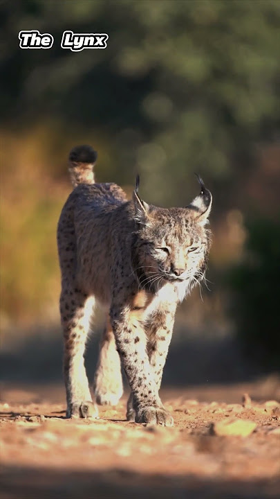 Lynx: Ghosts of the Northern Wild #Animals #shorts